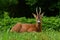 A male Roe Deer, Capreolus capreolus lies in rest an early morning.