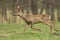 Male roe deer Capreolus capreolus Majestic roe deer, capreolus capreolus, approaching on green meadow