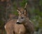 A male Roe Deer, Capreolus capreolus who have lost a horn