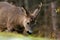 A male Roe Deer, Capreolus capreolus who have lost a horn, and eat on leaves from a bush