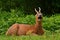 A male Roe Deer, Capreolus capreolus yawns in rest an early morning.