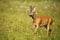 Male roe deer jumping and moving on a green hay field in nature