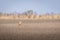 Male roe deer laying on field. Capreolus capreolus.