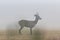 Male roe deer standing in the harvested wheat field