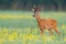 Male roe deer standing in open landscape with flowers from low angle