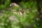 Male roebuck by the forest