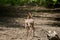 Male roebuck by the forest