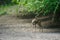 Male roebuck by the forest