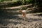 Male roebuck by the forest