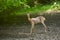 Male roebuck by the forest