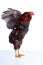 Male Rooster Araucana Easter egger breed