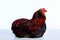 Male Rooster Araucana Easter egger breed