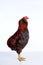 Male Rooster Araucana Easter egger breed