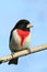 Male Rose-breasted Grosbeak