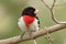 Male Rose-breasted Grosbeak