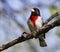 Male Rose-Breasted Grosbeak