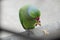 Male rose-ringed parakeet Indian parrot eating bread hold in claw