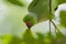 Male rose-ringed parakeet is stealing a fruit from a tree