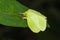 Male roseapple caterpillar moth