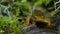 male rough skinned newt searching for a female