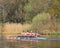 Male rowing team in a canal on sunny spring day, Brabant, Netherlands