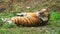 Male royal bengal tiger comfotably relaxing on grass