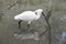 Male Royal spoonbill