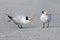 Male Royal Tern courting a female - Florida
