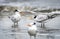 Male Royal Terns on Hilton Head Island Beach, South Carolina