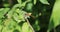 Male Ruby Meadowhawk dragonfly, Sympetrum rubicundulum, on a twig 4K