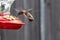 Male Ruby Throat Hummingbird just starting to feed