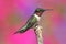 Male Ruby-throated Hummingbird