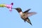 Male Ruby-throated Hummingbird