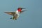 Male Ruby-throated Hummingbird