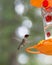 Male Ruby-Throated Hummingbird approaching Feeder