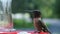 Male Ruby Throated Hummingbird, Archilochus colubris, eating at a red bird feeder. Beautiful closeup clip of bird with string of