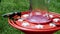 Male ruby throated hummingbird, archilochus colubris, perches and drinks at bird feeder.