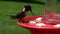 Male ruby throated hummingbird, archilochus colubris, perches and drinks at bird feeder.