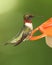 Male Ruby-throated Hummingbird at Feeder