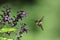 Male Ruby Throated Hummingbird Feeding on Deep Purple Salvia