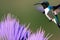 Male Ruby-throated Hummingbird feeding on a purple flower. Generative AI