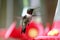 Male Ruby-throated Hummingbird in Flight