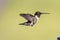 Male ruby-throated hummingbird hovering against a green background