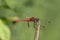 Male Ruddy Darter dragonfly resting in the summer sun.