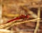 Male Ruddy Darter Dragonfly on a twig. Sintra, Portugal.