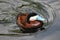 Male Ruddy Duck