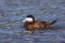 Male Ruddy Duck - San Diego, California