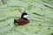 A male Ruddy Duck swims in green algae