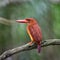 Male Ruddy Kingfisher