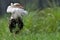 Male Ruff